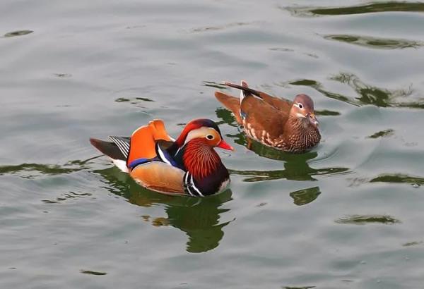 鴛鴦鳥精美圖片