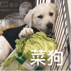 狗狗能有什麼壞心思，不過是想吃而已