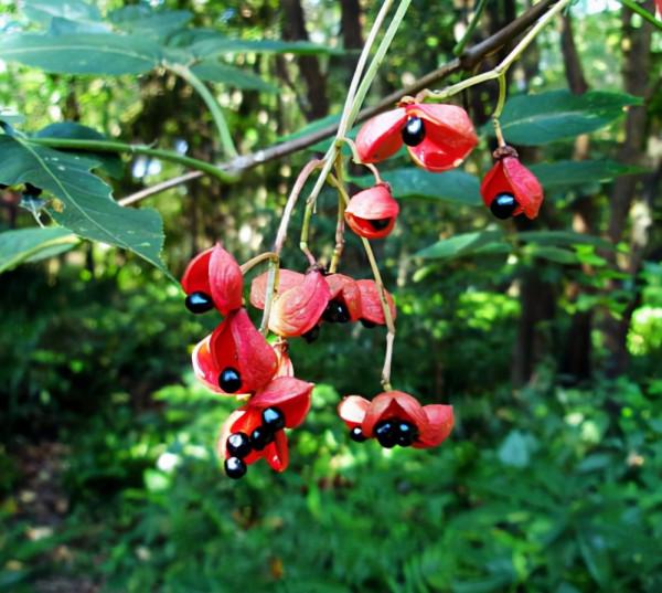 農村常見的這四種野果子，外表誘人，但含有毒性千萬不要誤食了