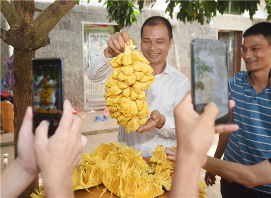 小夥捨棄百萬年薪，返鄉種植榴蓮味菠蘿蜜，年銷售額突破三千萬元