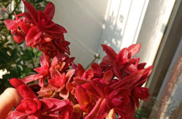 怎麼“懶養”多肉火祭?抓住4個“命穴”,莖葉四季豔紅喜慶 怎麼“懶養”多肉火祭?抓住4個“命穴”,莖葉四季豔紅喜慶