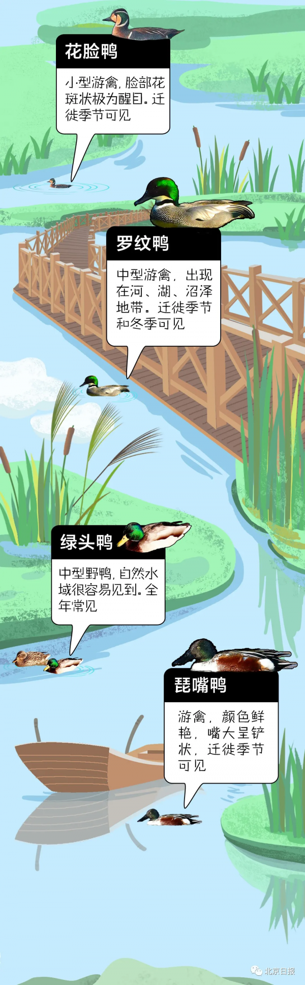 北 京 百 鳥 圖 鑑