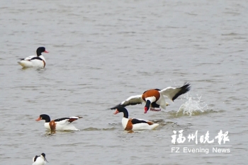 大批雁鴨類水鳥陸續抵達 快來閩江河口溼地“數鴨子”