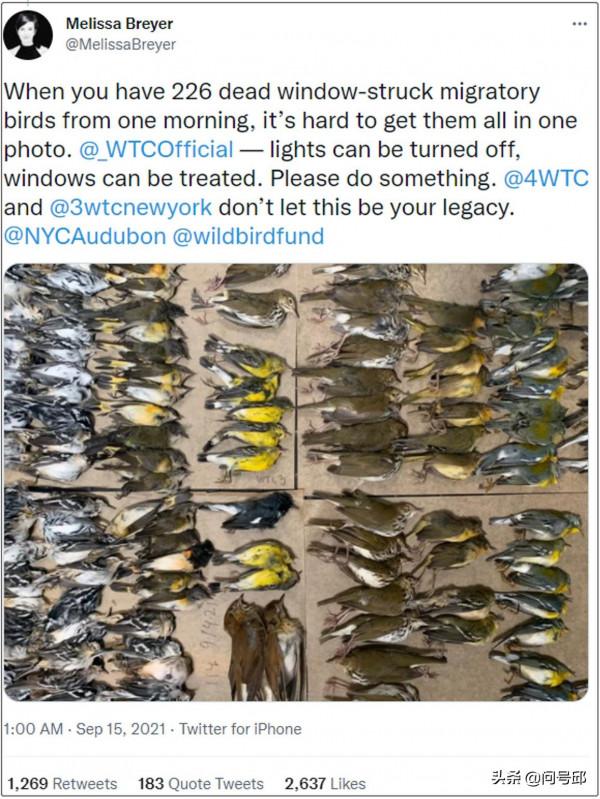 世貿中心出現鳥類“集體自殺”場面，當天300只鳥撞向大廈玻璃牆
