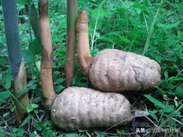 雲南昆明地區重點發展中藥材種植品種有哪些?你知道嗎? 雲南昆明地區重點發展中藥材種植品種有哪些?你知道嗎?