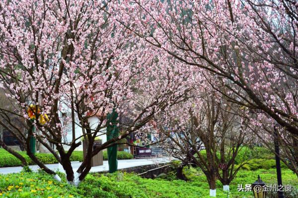 冬天的興義有多美！看看貴州醇景區盛開的梅花就知道了