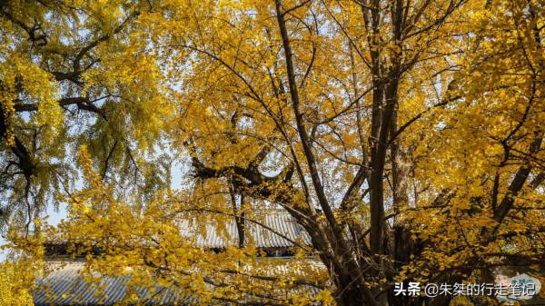 安徽最美銀杏觀賞地 1300年銀杏驚豔世人 曾為國家級博物館所在地 安徽最美銀杏觀賞地 1300年銀杏驚豔世人 曾為國家級博物館所在地