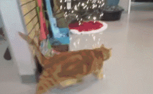 40斤肥貓用3年瘦成動物界“模特”,全網震驚:我還不如貓勵志 40斤肥貓用3年瘦成動物界“模特”,全網震驚:我還不如貓勵志