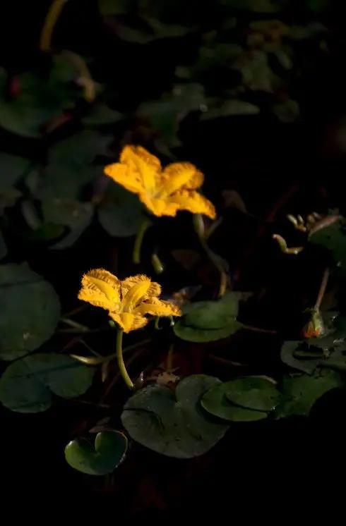 《百花集》（二百四十二）