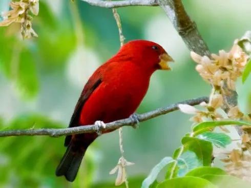 紅色鳥的圖片 紅色鳥的圖片