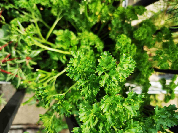 常見的8種植物，也是中藥，養在家裡特養人