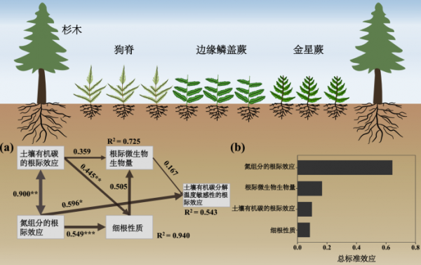 根際土壤:小心臟,大功能 根際土壤:小心臟,大功能
