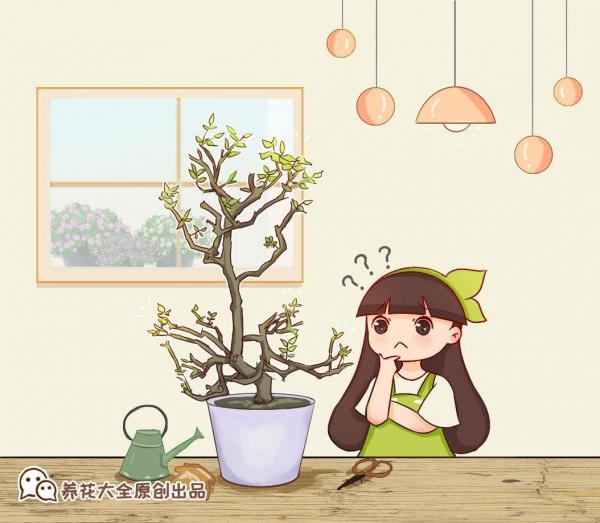 高溫潮溼不宜養花?簡單5步,打造“茉莉天堂” 高溫潮溼不宜養花?簡單5步,打造“茉莉天堂”