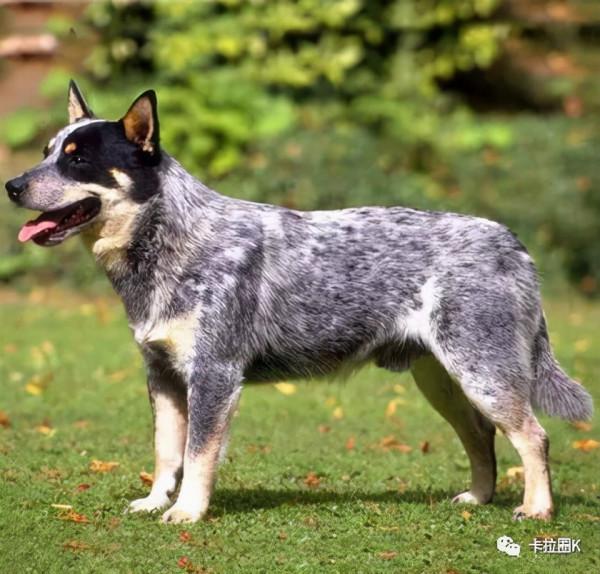 另類的寵物犬-澳洲牧牛犬