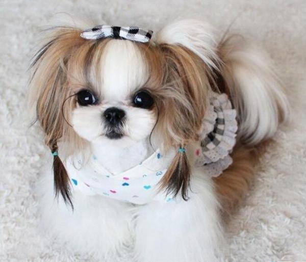 狗狗品種介紹大全！我們應該怎麼挑選適合自己的狗狗？