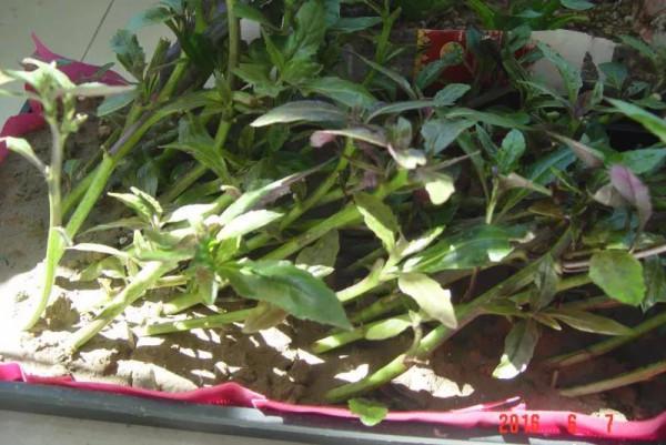 一種既好吃又好看的野菜&mdash;&mdash;紫背天葵