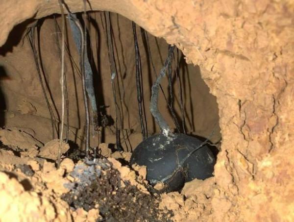 長在白蟻窩裡的菌類,價格比黃金還貴,為什麼挖到的人不願意賣? 長在白蟻窩裡的菌類,價格比黃金還貴,為什麼挖到的人不願意賣?