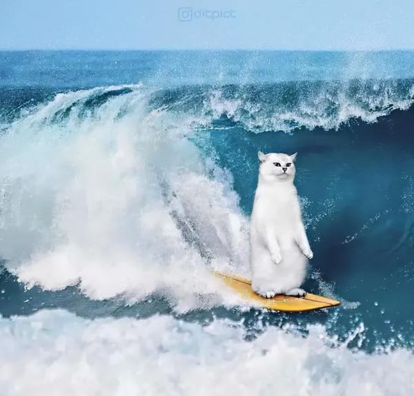 救命!國寶熊貓困在PS裡面了 救命!國寶熊貓困在PS裡面了