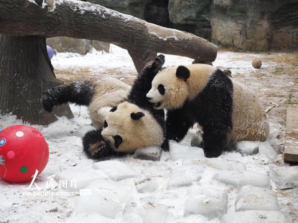 北京：大熊貓雙胞胎姐妹雪地裡嬉戲