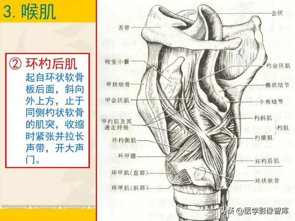 咽喉部解剖最全圖解，值得收藏