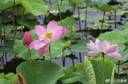 北京夏日你最想和誰一起賞荷 北京夏日你最想和誰一起賞荷