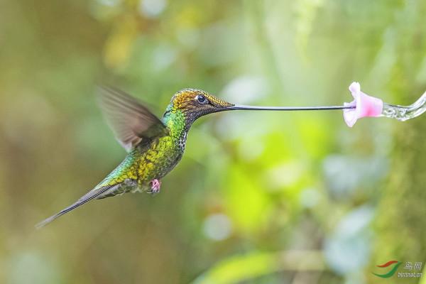 2010年,小夫妻買下1200畝荒地,只為一隻流浪狗,8年後年入千萬 2010年,小夫妻買下1200畝荒地,只為一隻流浪狗,8年後年入千萬