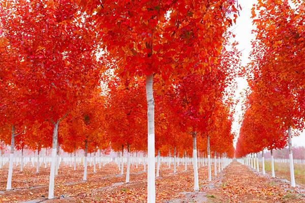 長三角這9條美麗鄉村休閒旅遊行（秋季）路線，你走過幾條？