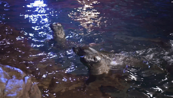 不穿秋褲的極地動物如何禦寒? 不穿秋褲的極地動物如何禦寒?