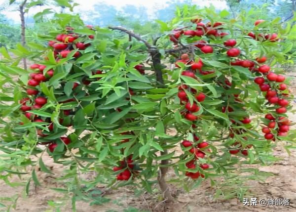農村常見水果歐李，長相跟櫻桃一樣，人稱“高鈣果”，你見過嗎？