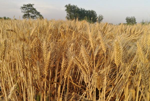 有人算一筆賬，種植一畝地小麥，純收入只有10元，為何漏洞百出？