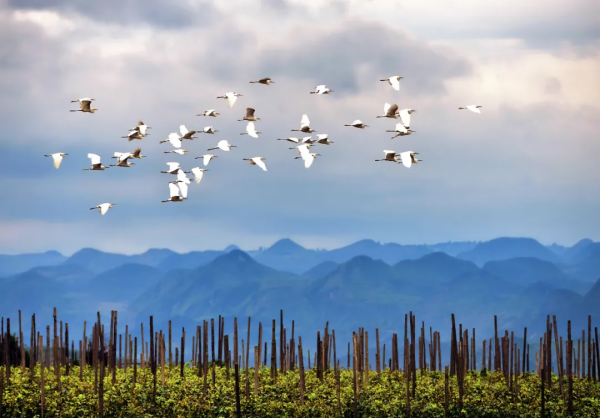 元旦、春節“雲南人遊雲南”,普者黑優惠福利 元旦、春節“雲南人遊雲南”,普者黑優惠福利