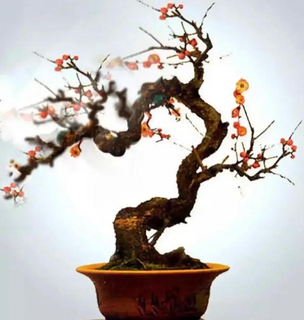 分享~~~小盆景 大世界 小巧玲瓏 精美絕倫 冬日裡一抹紅 美醉啦