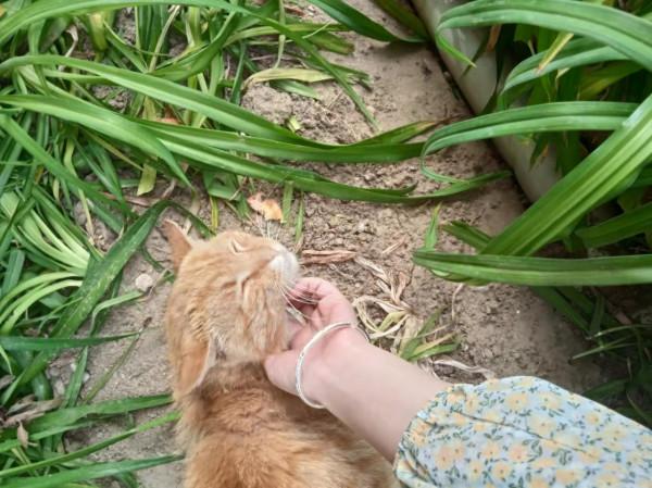 因為一個虐貓影片，我想聊聊我的工作和倒閉的收容所