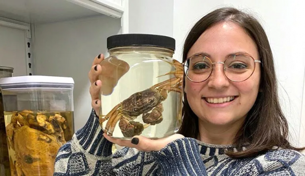 古生物迷惑麗魔蟹的深入研究：眼睛佔比高達16%