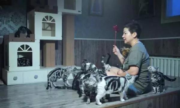 美國短毛貓丨銀虎斑