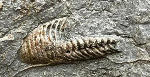 河北公園發現奧陶紀古生物化石群,這是什麼樣的時代?有多神秘? 河北公園發現奧陶紀古生物化石群,這是什麼樣的時代?有多神秘?