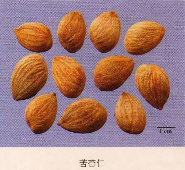 每天學習一味中藥——苦杏仁