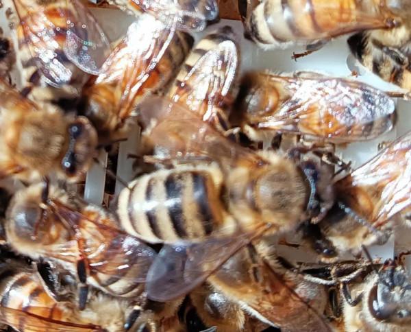 與義大利蜜蜂的一次親密接觸 與義大利蜜蜂的一次親密接觸