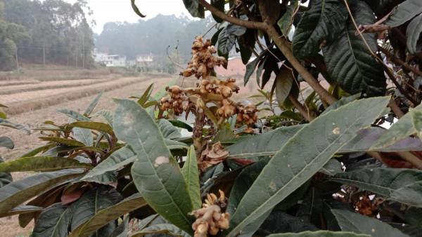 為啥枇杷葉比枇杷值錢，用它煮水止咳平喘，家中常備好幫手