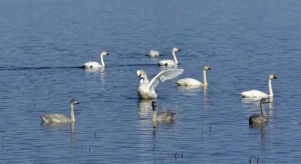水鏡波光鴻影飛——阿旗沙壩天鵝掠影 水鏡波光鴻影飛——阿旗沙壩天鵝掠影