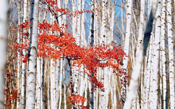 自帶濾鏡！最浪漫的秋天非她莫屬！