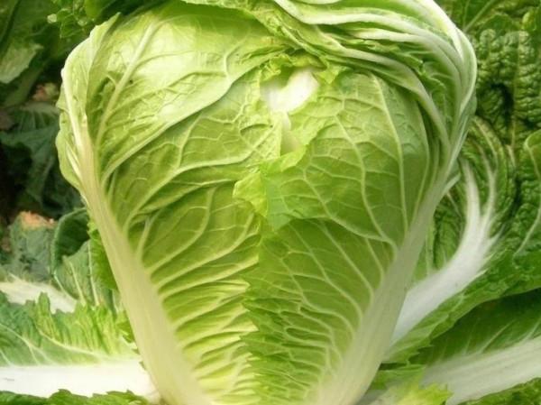 小雪開始醃菜,這9種蔬菜醃好後,脆爽開胃下飯,比新鮮的還好吃 小雪開始醃菜,這9種蔬菜醃好後,脆爽開胃下飯,比新鮮的還好吃