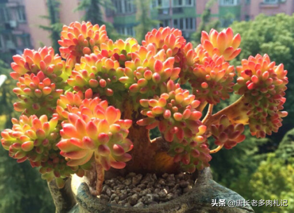 別養千佛手了，來養這6款多肉，雖然葉形相同，但養好後漂亮多了