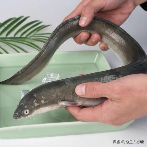 釣了幾年都沒釣到大魚，只要釣獲這幾種，照樣可以吹牛批