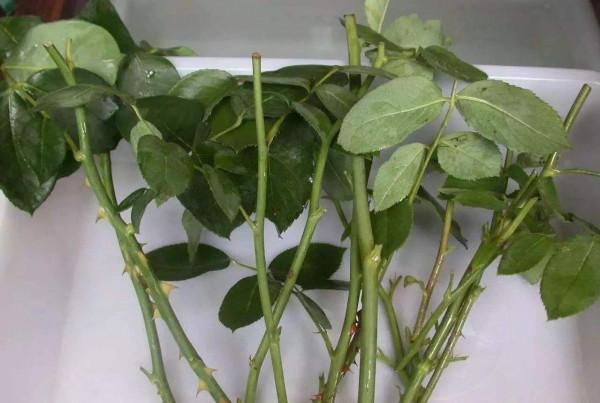 7種“吉利花”，冷天“扦插”更合適，溫度合適“利於”生根