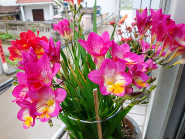 好養如蒜苗的香水花，適合冬天養，八九個顏色輪流開，又美又仙