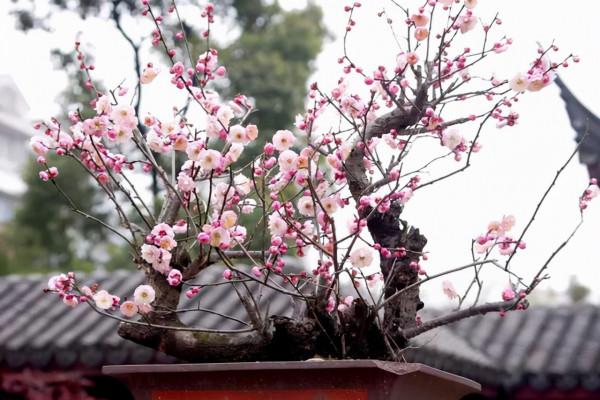 冬季養這8種常見的花，澆水容易凍死，幹養才能安全越冬