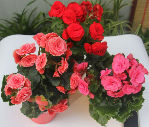 10種&OpenCurlyDoubleQuote;難養花&rdquo;，年年買年年扔，想養好它們，真的太難了