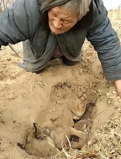 老人撿回狼崽撫養，當孩子照顧，12年後狼走了，老人含淚埋葬