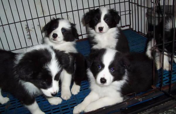 狗狗品種介紹大全！我們應該怎麼挑選適合自己的狗狗？